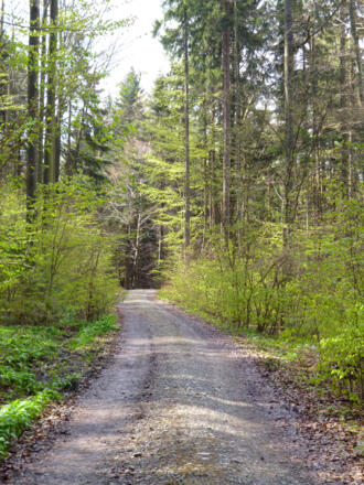 Zu Beginn geht es noch auf breiten Forstwegen durch den Wald.