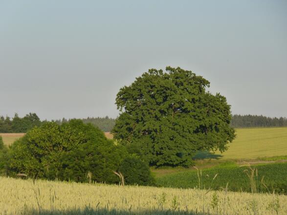 Ausblick von Hoheneichberg