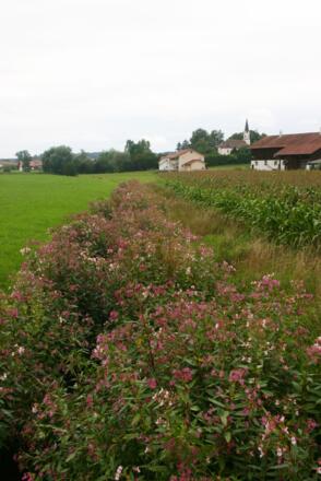 Haselbach bei Thanndorf.