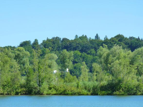 Schwäne am Berghammer Badesee