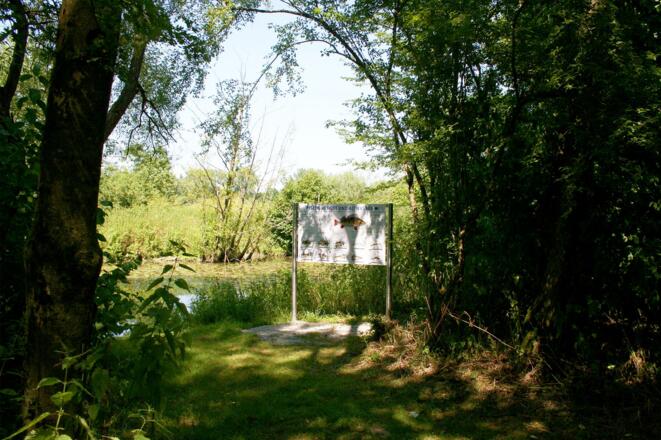 Infotafel Fische in Rott und Altwasser