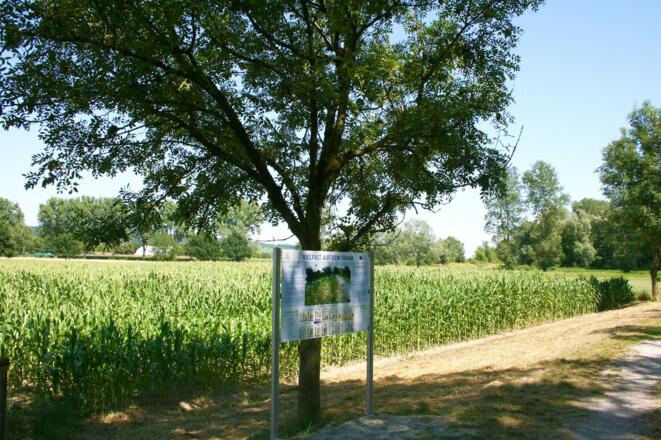 Infotafel Vielfalt auf dem Damm