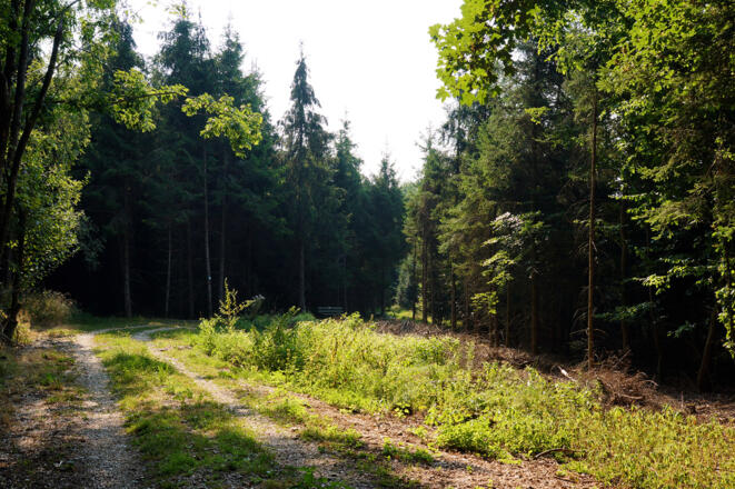 Waldweg durch den Hochwald