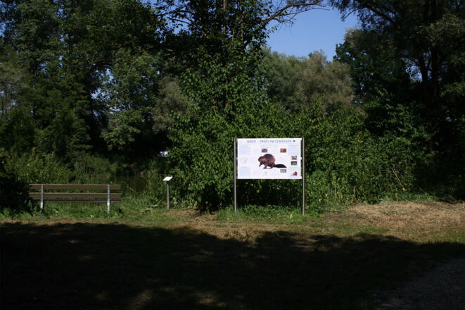Infotafel Biber - Profi am Gewässer