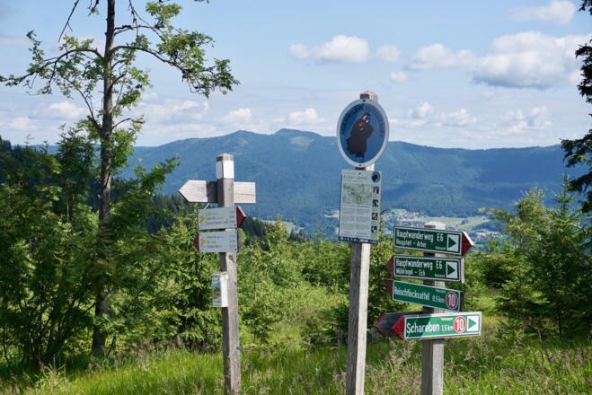 Schilderbäume vor dem Reischfecksattel