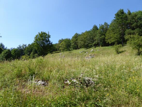 Trockenwiese am Wolfsteinberg