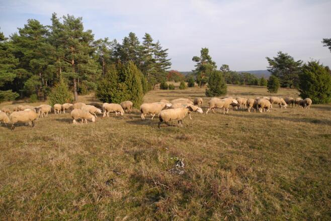 Schafherden auf den Wacholderheiden bei Riedenburg