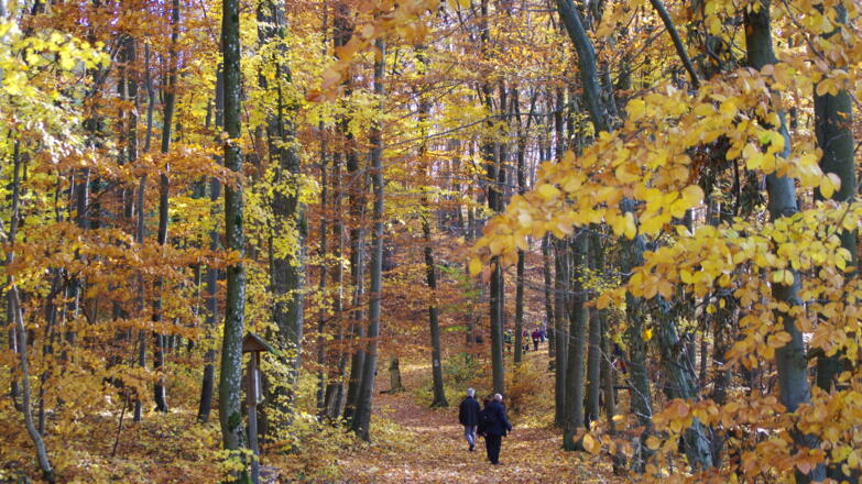 Herbstwald