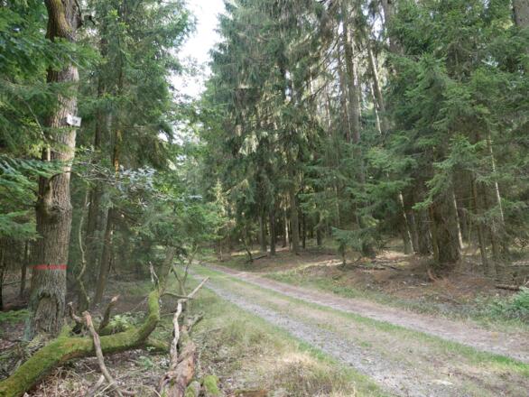 Zurück durch den Klosterwald