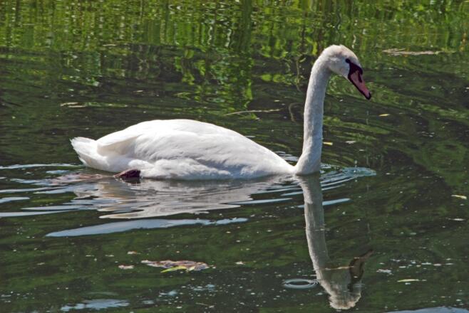 Schwan auf der Altmühl