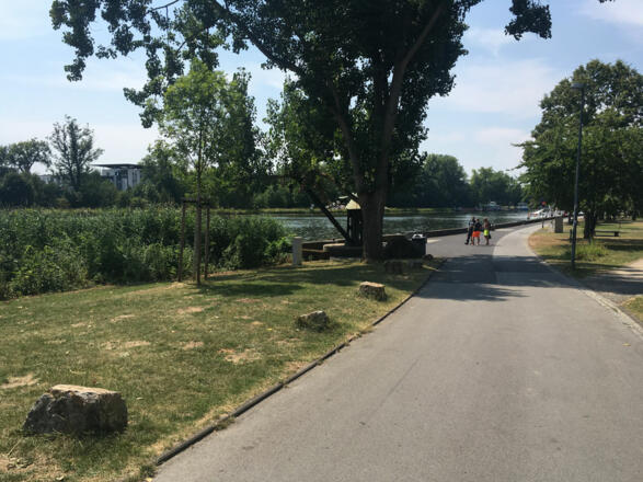 Schleifenroute - Schweinfurt der Radweg führt direkt am Main entlang