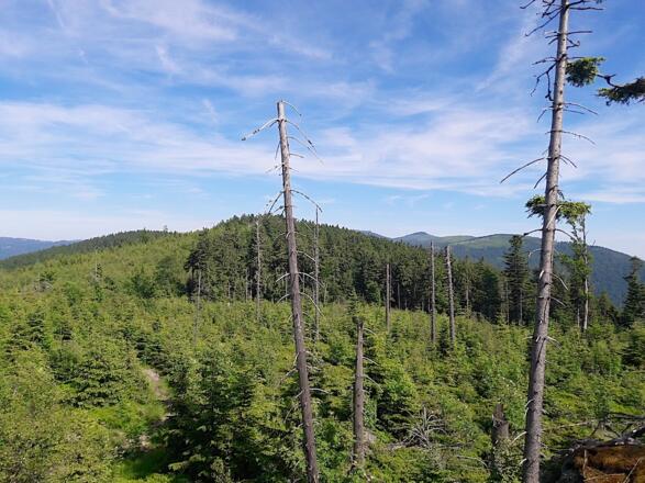 Blick zum Großen Arber