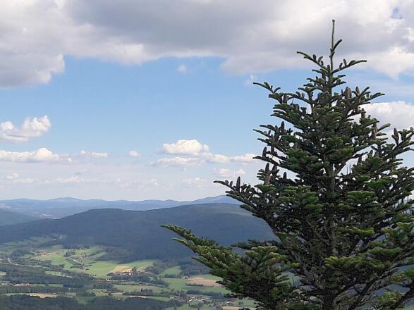 Tanne mit Tannenzapfen vom Gipfelfelsen