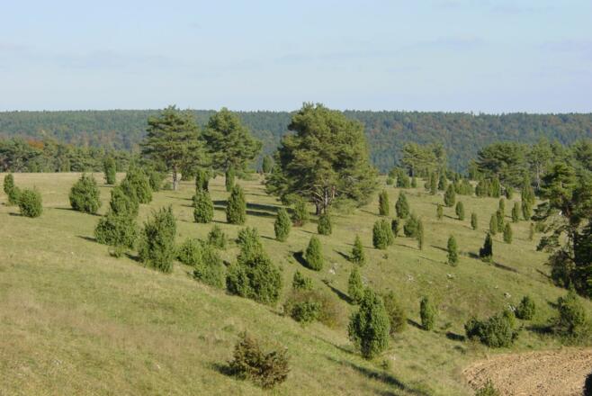 Wanderung auf dem Rosskopfsteig - Wacholderheiden bei Riedenburg