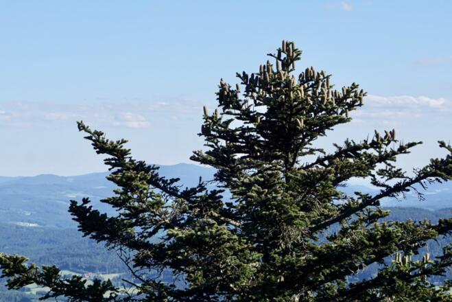 Tanne mit vielen Zapfen am Kleinen Riedelstein