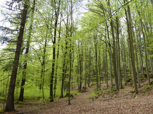 &quot;frisches&quot; Grün im Wald am Lauberberg