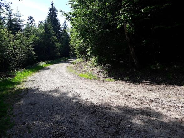 Einmündung in Forstweg