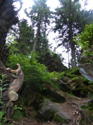 steiler Anstieg auf das Schwarzeck