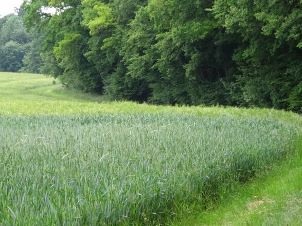 Wanderpfade am Waldrand