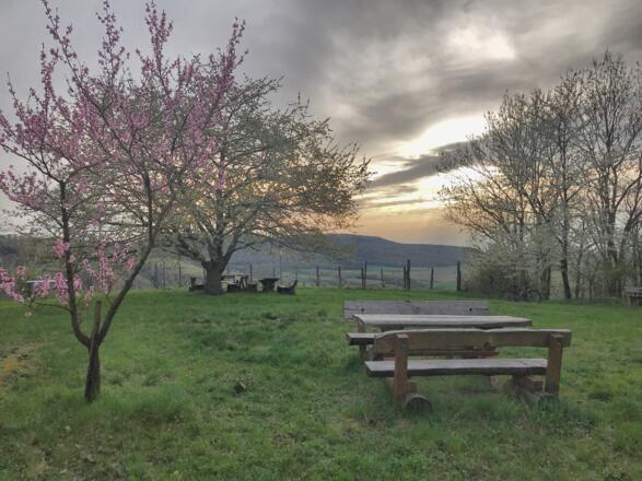Kirschblüte im Steigerwald