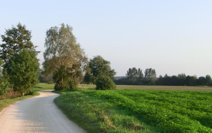 Ein Feldweg des Krautland- Wanderwegs 2 erstrahlt in der Morgensonne neben grünen Wiesen.