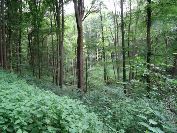 Urwald Schonachschlucht