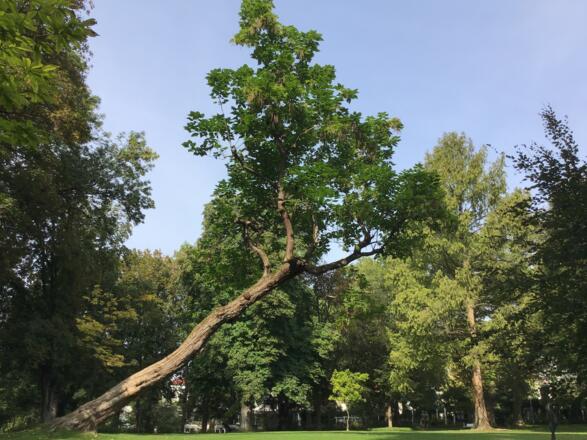 Schleifenroute - Bad Mergentheim Schlosspark