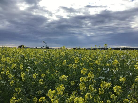 Schleifenroute - Altmühlsee Landschaft