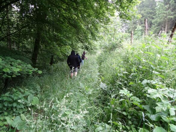 Dichte und unberührte Pfade