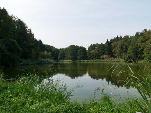 Ebracher Fischteiche