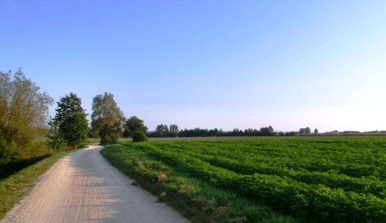 Ein Feldweg des Krautlandwegs 2 erstrahlt im Sonnenlicht neben grünen Wiesen.