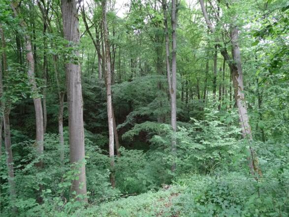 Urwald mitten in Deutschland