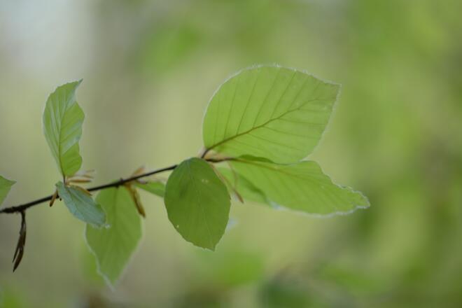 Buche, finde diesen Baum.