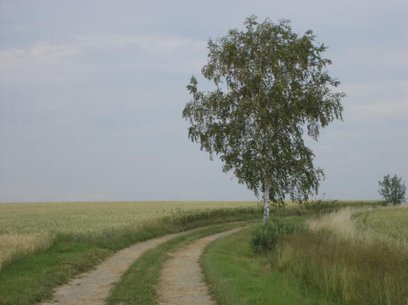 Weg Richtung Ausblick Rothenburg