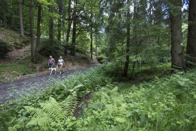 Wandern durch die Spessartwälder