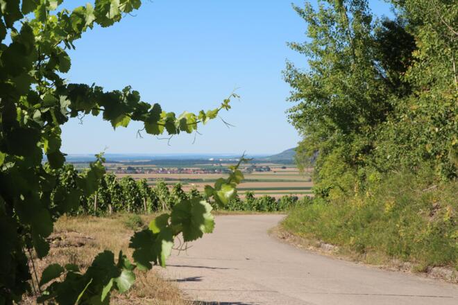 Enlang der Bullenheimer Weinberge