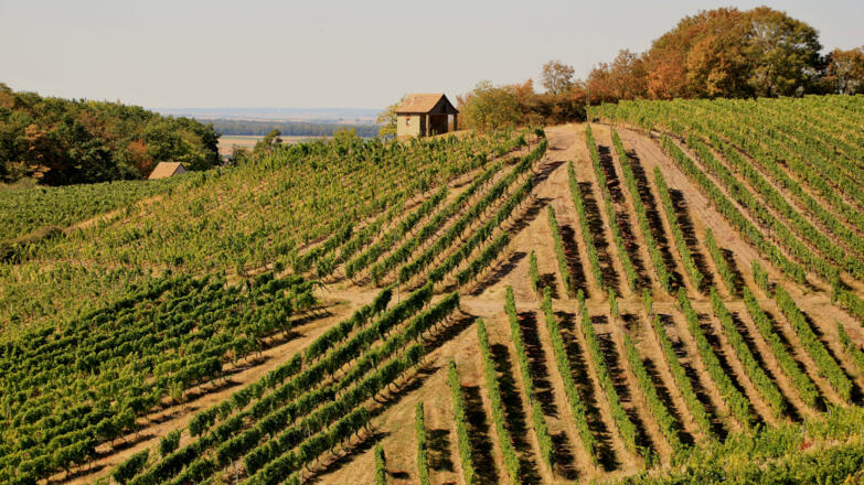 Ippesheimer Weinberge