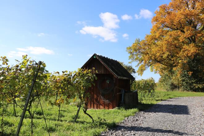 Hüttchen in den Weinbergen