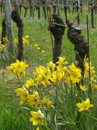 Weinbergstulpe Castell