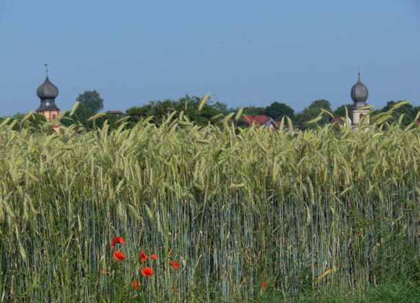 Getreidefeld bei Neuses am Berg