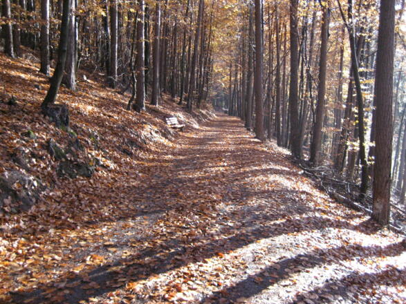 auf dem Weg zum Waldsee