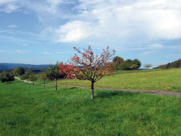 Auf der Weikertswiese