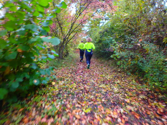 Trails in den Auwäldern