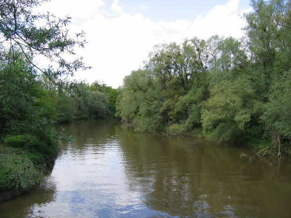 Die Schussen im Eriskircher Ried (kurz vor der Mündung in den Bodensee)