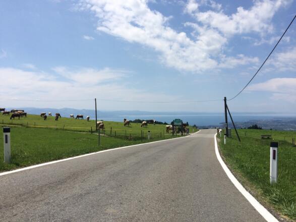 Blick von Möggers auf den Bodensee