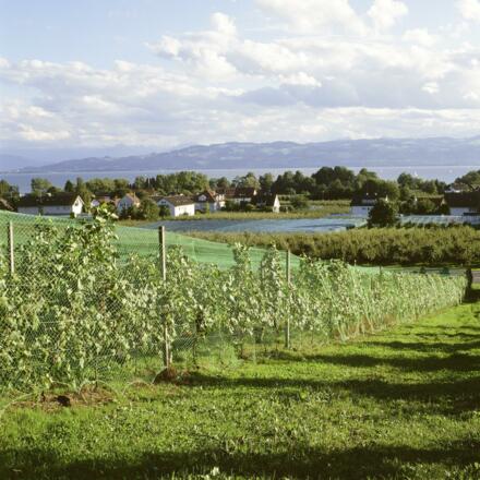 Nonnenhorn: Reben und See