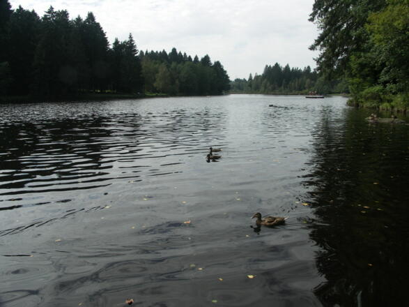 Der Waldsee