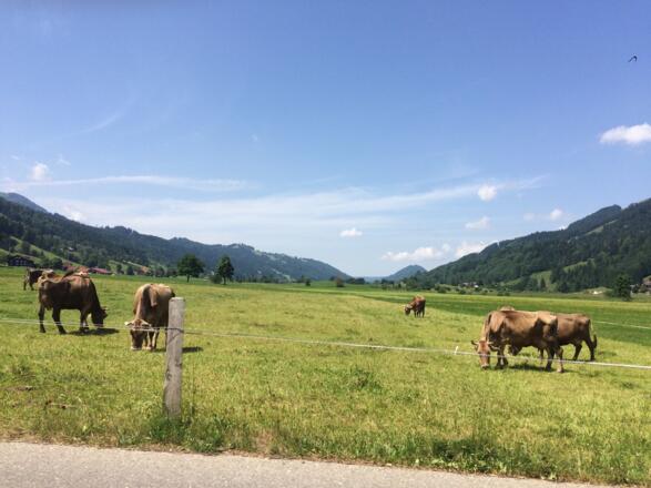 Blick zurück nach Oberstaufen