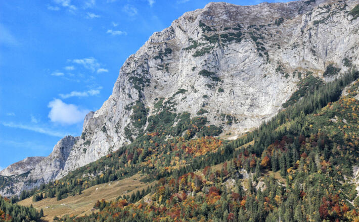 Kühe auf der Litzlalm