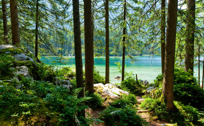 Der Hintersee: Vom verwunschenen Zauberwald gesäumt